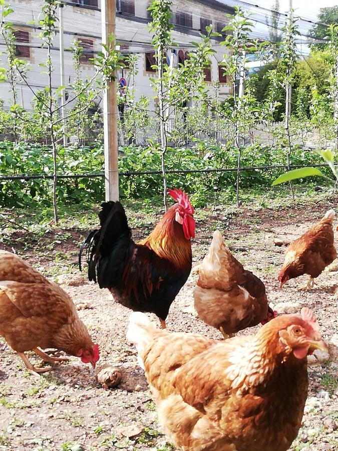Ansitz Grustdorf Lägenhet Eppan an der Weinstraße Exteriör bild