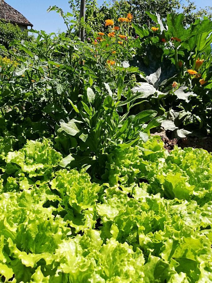 Ansitz Grustdorf Lägenhet Eppan an der Weinstraße Exteriör bild
